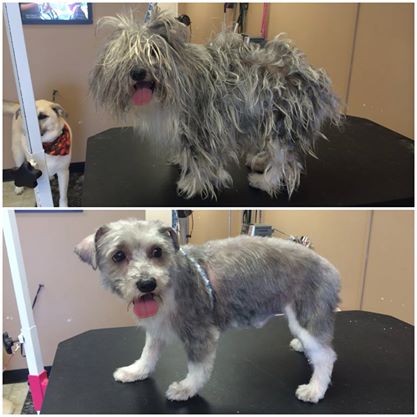 Poor Boris hadn't been groomed in over a year, so he was extremely matted :( He looks (and feels) so much better now!!
