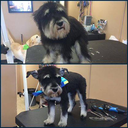 Reggie the Mini Schnauzer's first haircut! Look at those adorable ears!!