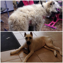 Baco the Bouvier - from badly matted to practical and comfortable!