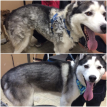 Now this is what we call a satisfying groom! This cutie lost a mountain of hair!! Look how awesome his coat looks now!
