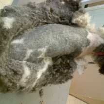 Gizmo during (matted)