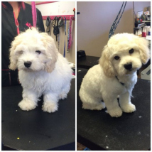 Puppy's first haircut!