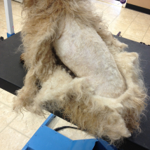 Rufas during (matted)