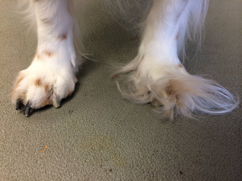 Before and after on Cavalier feet!