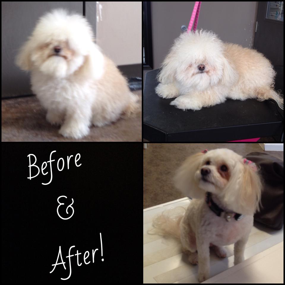 We knew there was a dog someone in there, under all that fuzz! Dakota before, and after! Wow!