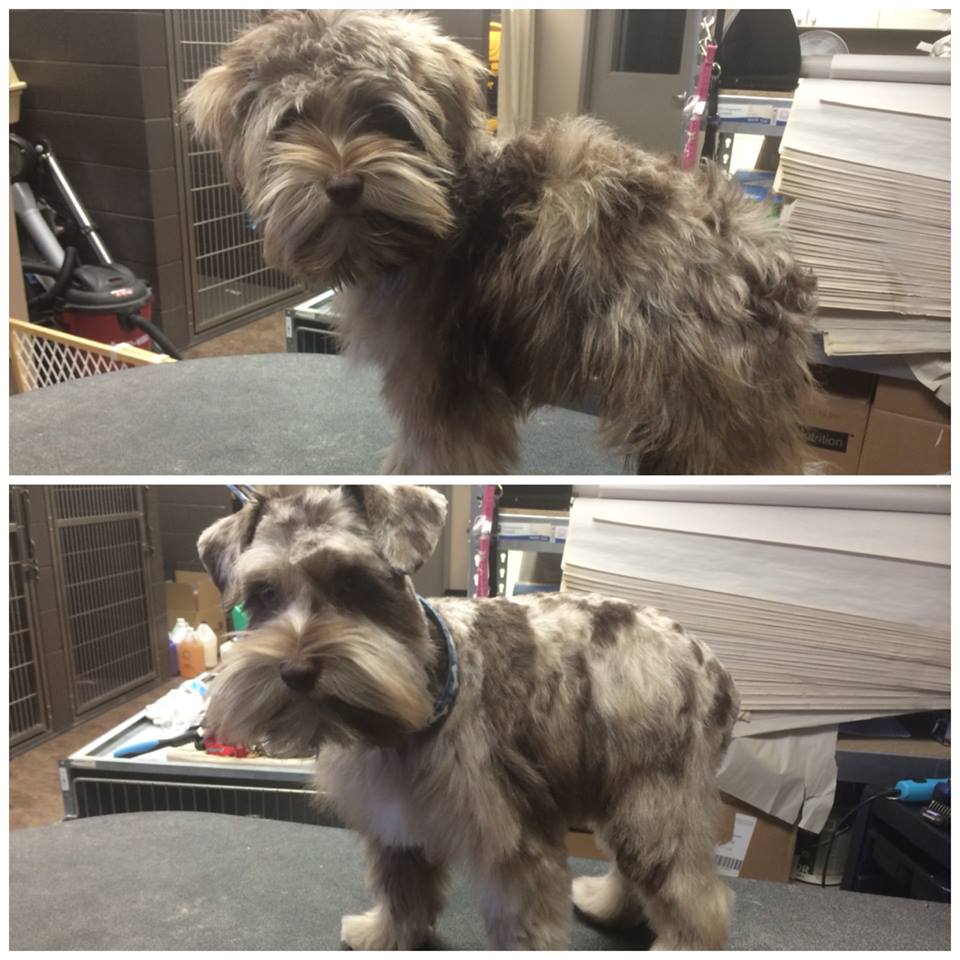 Oscar's first haircut! Isn't his coloring so unique?! We've never seen a merle Mini Schnauzer before and he was soooo cute!