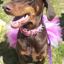 Brieanna's dog Tanner at Woofstock 2014