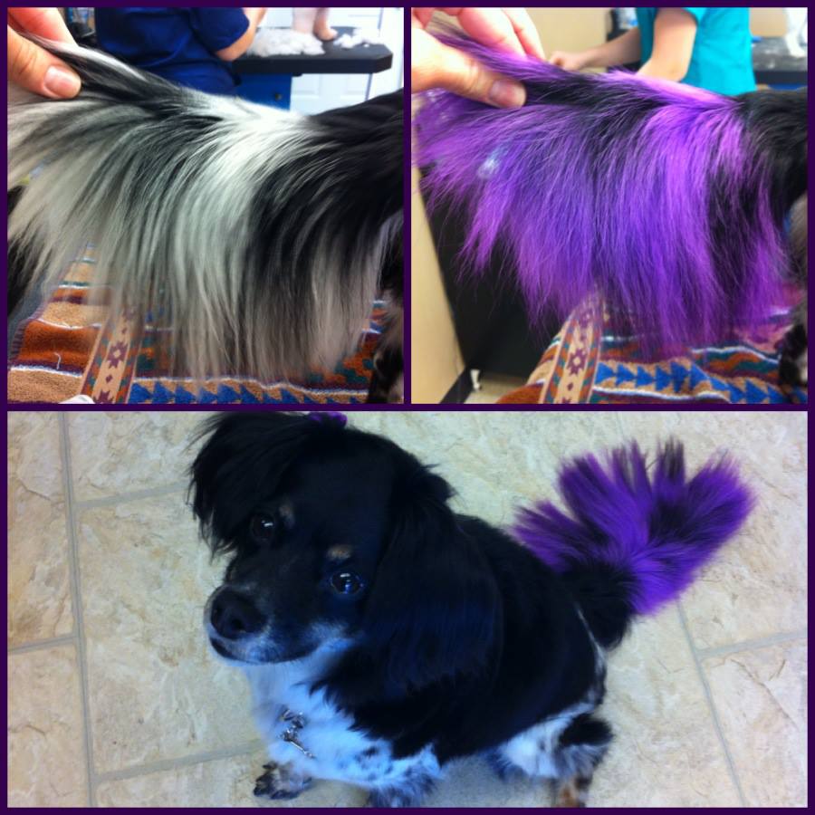 Layla's purple tail
