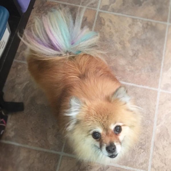 Angel's colorful tail highlights