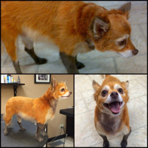 We dyed Dwight like a FOX!!!!!