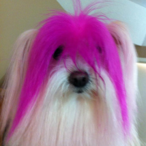 Keesha's pink bangs