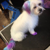 Rose's unicorn hair dye!