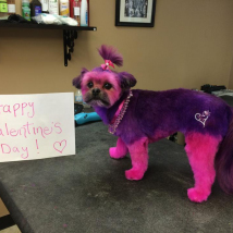 Happy Valentine's Day from Fur-Ever Loved Pet Salon (and Molly!) xoxo