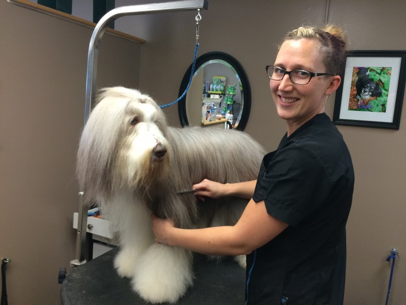Trish grooming the Bearded Collie, Olive